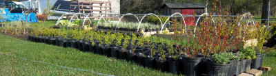 rootsnursery