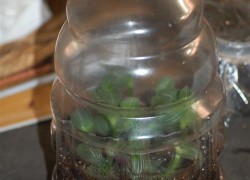 Bottle Greenhouse Closed