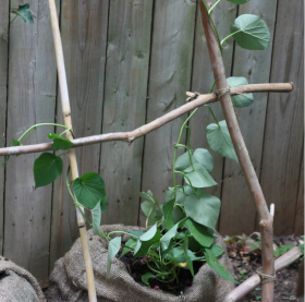 branch-trellis