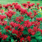 butterfly-monarda