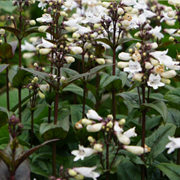 butterfly-penstemon