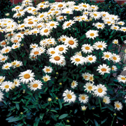 butterfly-shasta-daisy