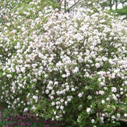 butterfly-viburnum