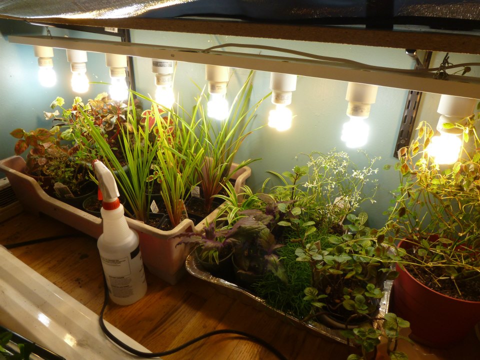 cfl-lights-indoor-plants.jpg