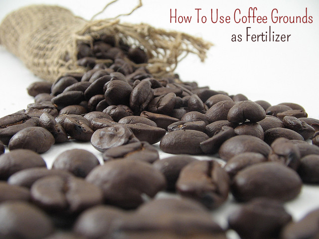 coffee-grounds-as-fertilzer