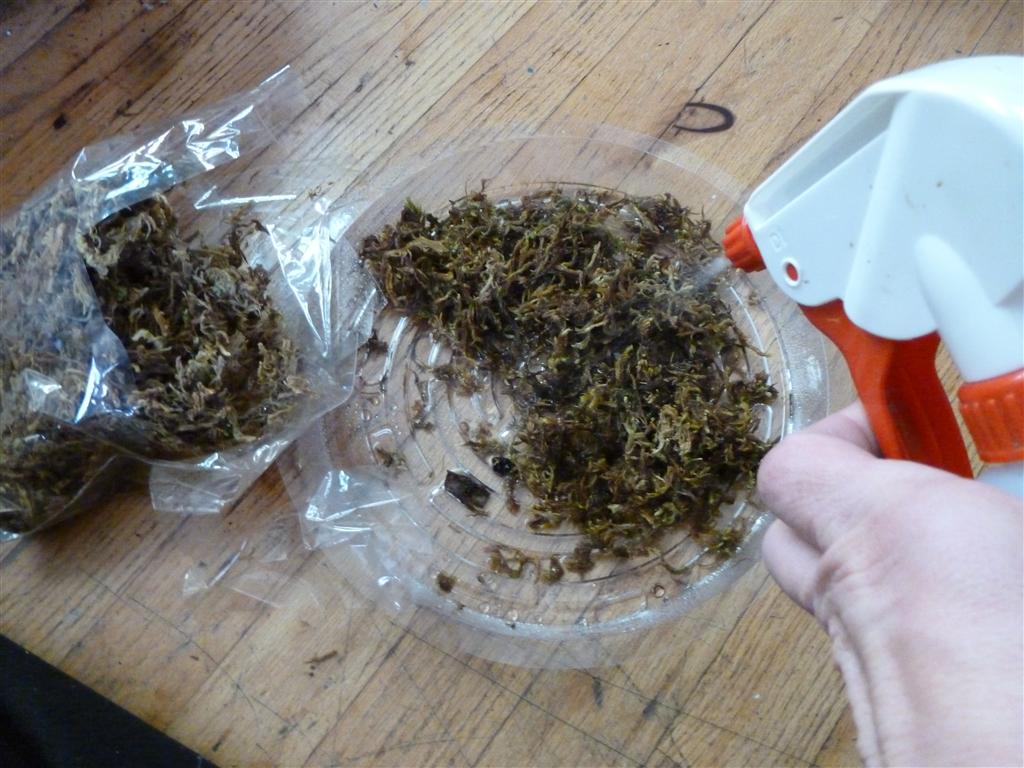 how to make a terrarium - moss