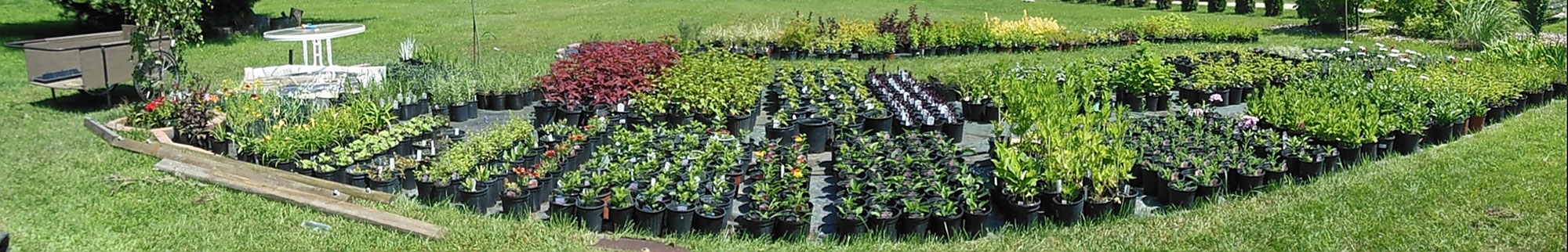 online-plant-nursery-pan