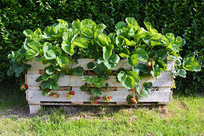 pallet garden ideas - vegetables-lovelygreens