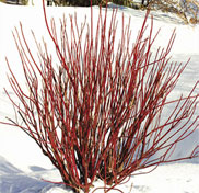 redwigdogwood-stems