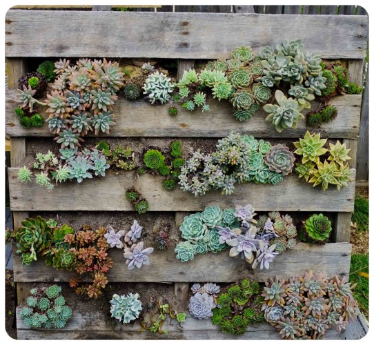 succulent pallet garden ideas -theurchincollective