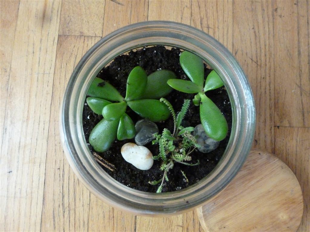 how to make a terrarium - plants