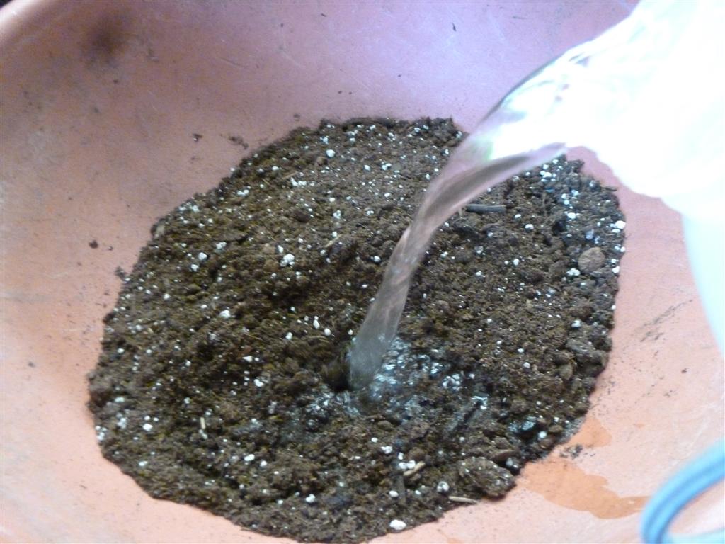 how to make a terrarium - soil
