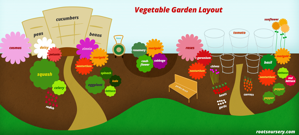 Vegetable Garden Layout - Free Infographic