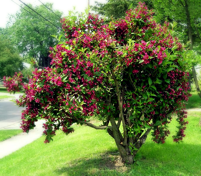 mature bristol ruby weigela shrub in front yard.