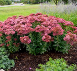 winter-garden-autumn-joy-sedum