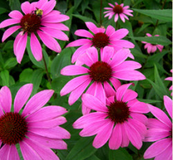 winter-garden-echinacea-ruby-swan