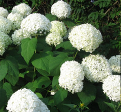 winter-garden-hydrangea-annabelle