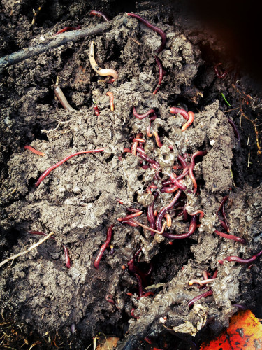 worms? YES! with great garden soil