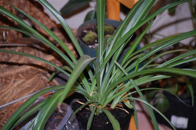 Chlorophytum comosum all green spider plant