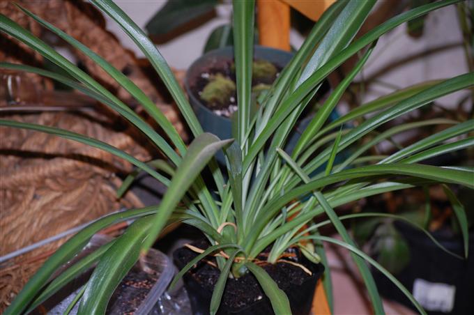 Green Spider Flower