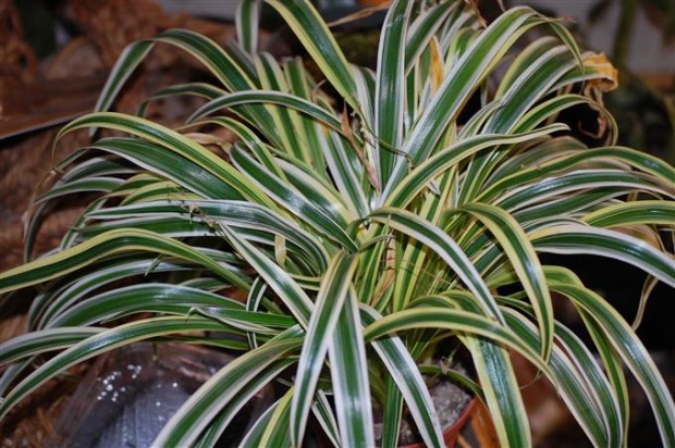 Chlorophytum comosum zebra spider plant