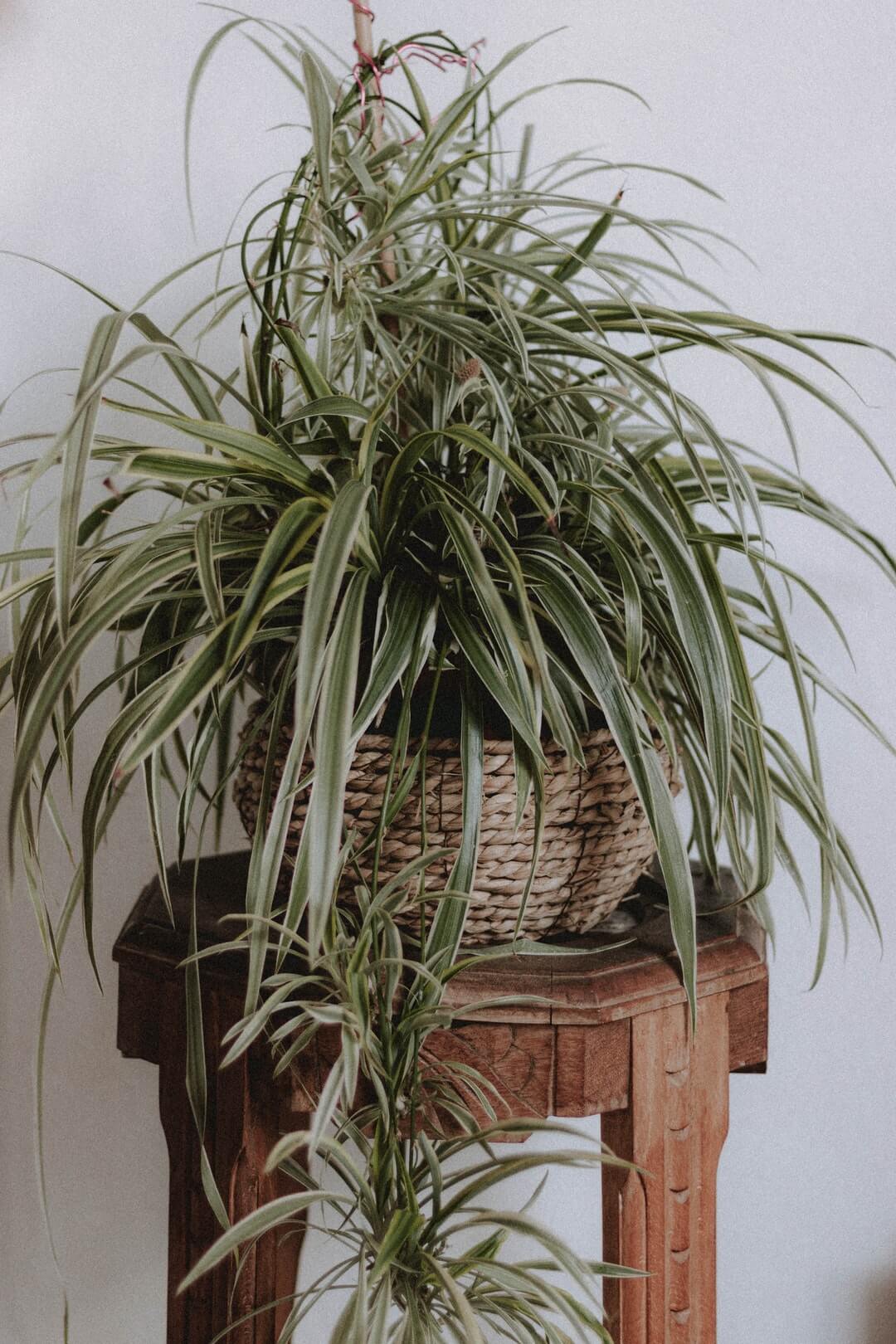 Spider Plant Care: Boost Your Indoor Jungle Today!