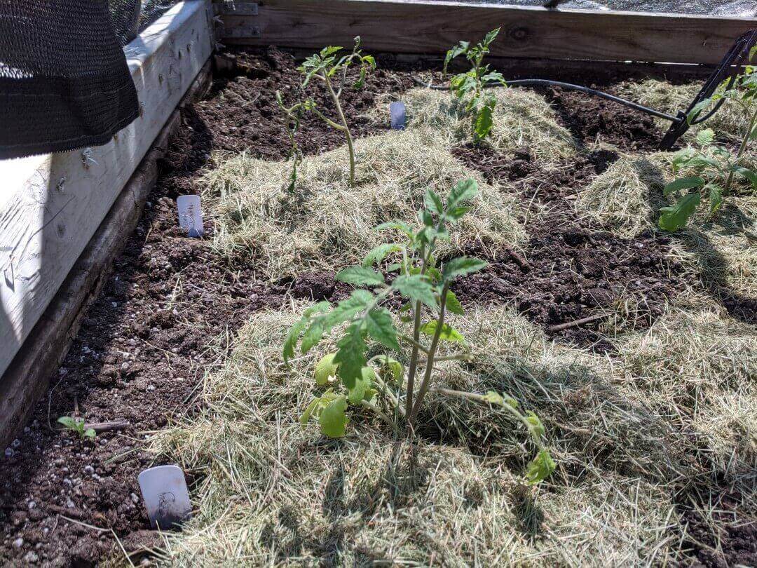 Tomatoes Mulched with Grass Clippings 2020