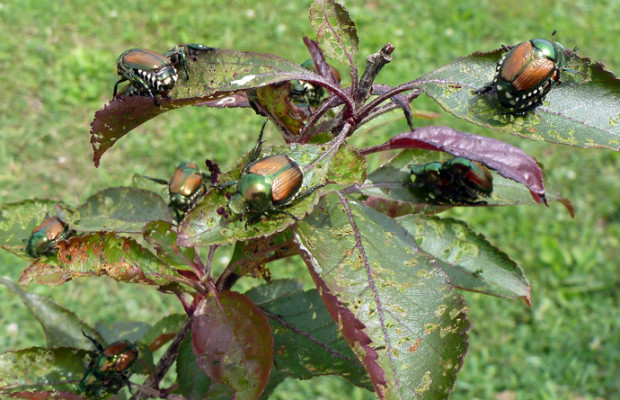Getting Rid of Japanese Beetles - Roots Nursery