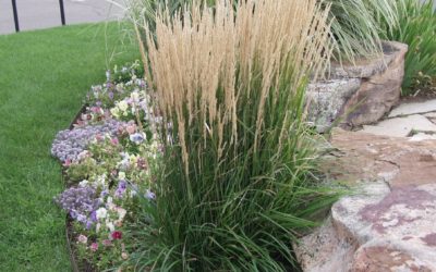 Feather Reed Grass ‘Karl Forester’