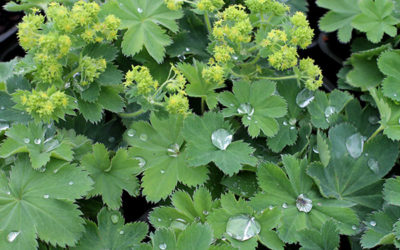 Lady’s Mantle