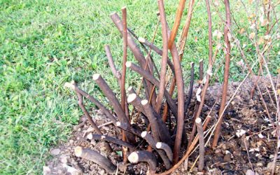 Pruning Spirea… and Other Nasty Things You Can Do to a Shrub