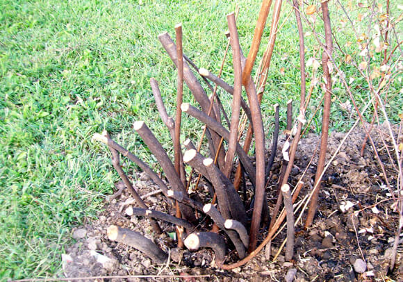 Pruning Spirea… and Other Nasty Things You Can Do to a Shrub