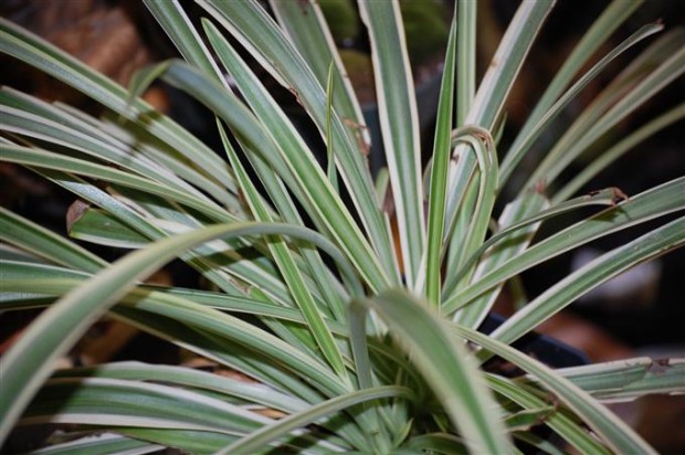 Large Spider Plant 'Reverse' (Chlorophytum comosum) – Rooted