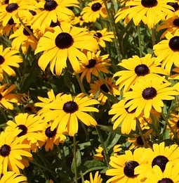 rudbeckia-pixabay635654