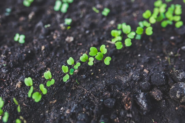 soil-science soil science