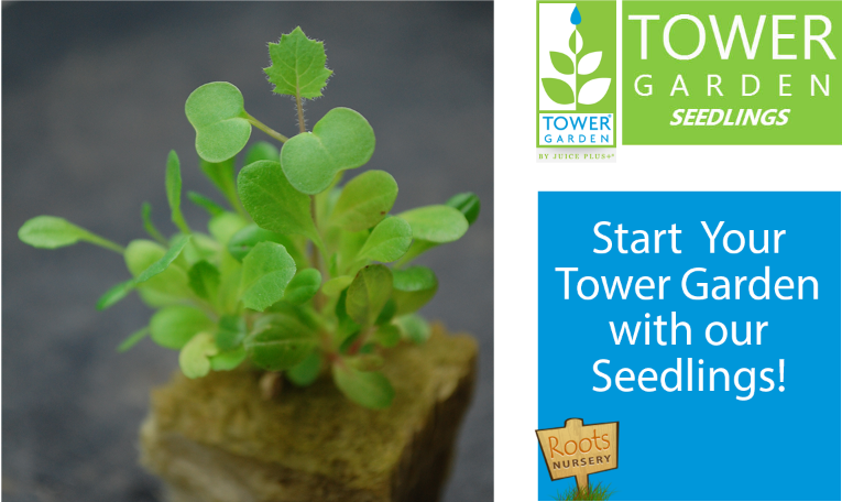tower-garden-seedlings | Roots Nursery